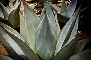 Maguey