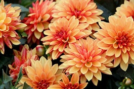 Dahlias