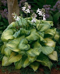 Guacamole Plantain Lily