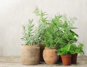 Herbs in containers