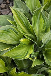 Colored Hulk Plantain Lily