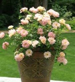 Roses in containers