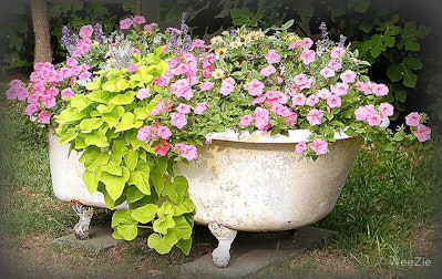 Bathtubs as Container Gardens