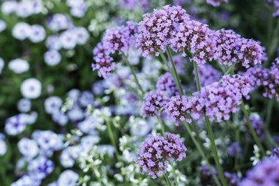 meteor shower verbena proven winners meteor shower verbena proven winners