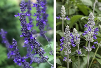rockin playin the blues salvia proven winners rockin playin the blues salvia proven winners