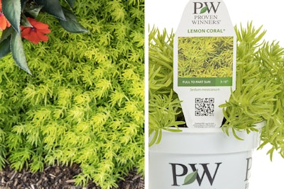 sedum lemon coral proven winners sedum lemon coral proven winners