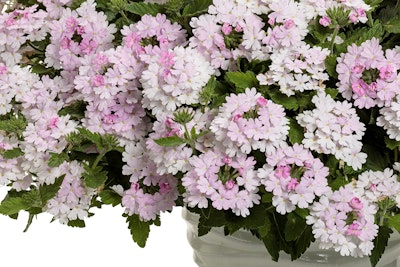 superbena pink cashmere verbena proven winners
