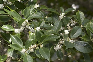 Fragrant Olive