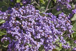 Heliotrope