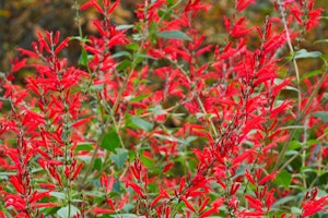 Salvia elegans