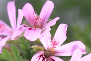 Scented Geraniums