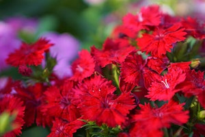 Dianthus