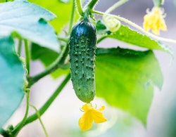 One Cucumber Pest Free