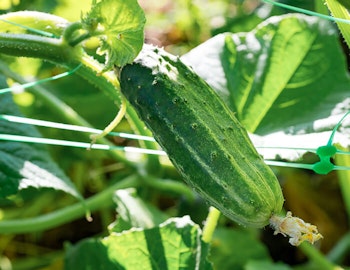 Growing Cucumbers