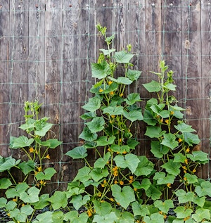 Cucumbers on Climbing Vine