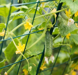 Single Cucumber Growing Through
