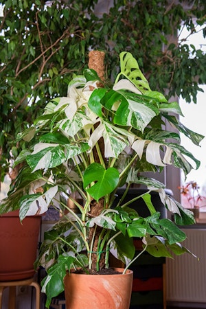 moss pole variegated monstera houseplant summerwinds california