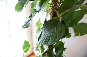 moss pole houseplant summerwinds california
