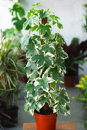 moss pole houseplant with variegated leaves summerwinds california