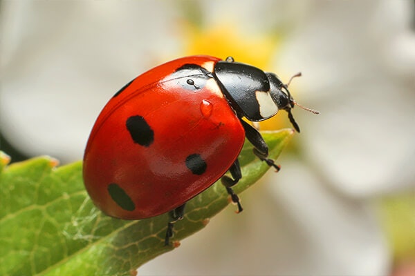 ladybug summerwinds, ca