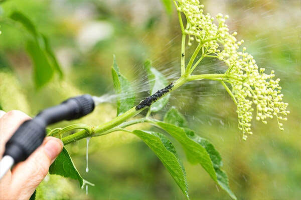 spraying pesticides summerwinds, ca