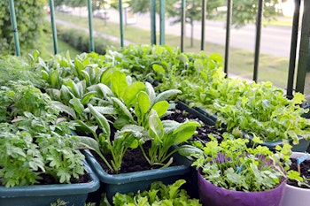 small space herb garden on balcony summerwinds california