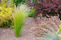 eco conscious garden with grasses and native plants summerwinds california