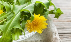 Dandelions