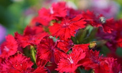 Dianthus