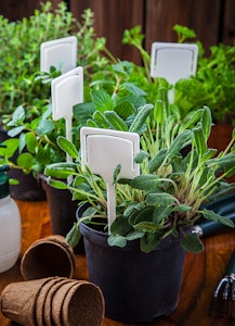 Herbs