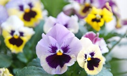 Pansies and Violas