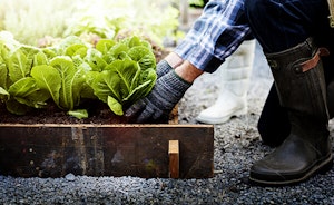 Raised Bed Gardening