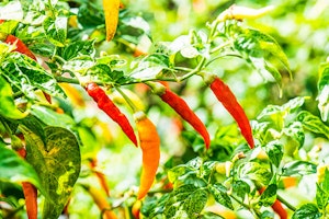 Red and Orange Peppers