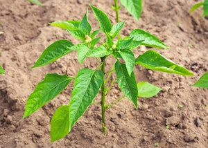 Young Pepper Plant