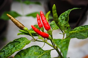 Red Hot Peppers
