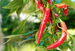 Red Hot Peppers