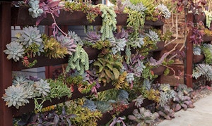 Succulents on wall