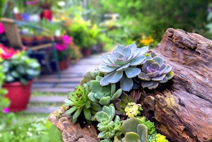 Succulents on rock