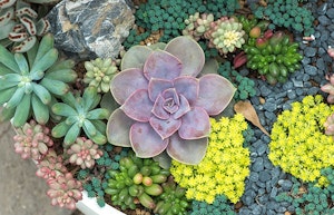 Purple succulents