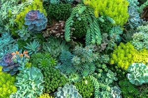 Green Succulents