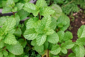 Mint Plant