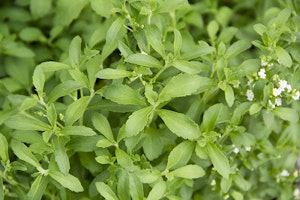 Stevia Plant