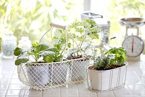 Tea Herbs