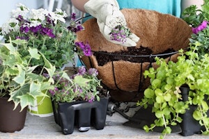 hanging baskets