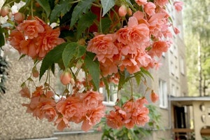 hanging baskets