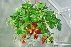 hanging baskets
