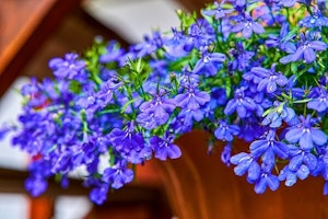 hanging baskets