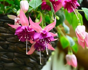 hanging baskets