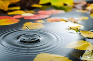 Leaves in Pond