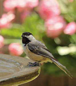 Bird on bird bath